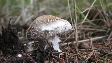在森林里长着一顶灰色帽子和白点的蘑菇。